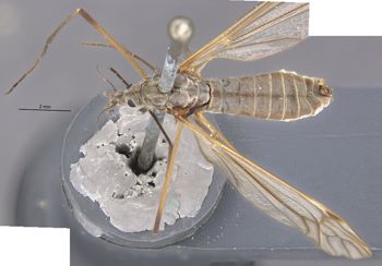 Media type: image;   Entomology 10354 Aspect: habitus dorsal view